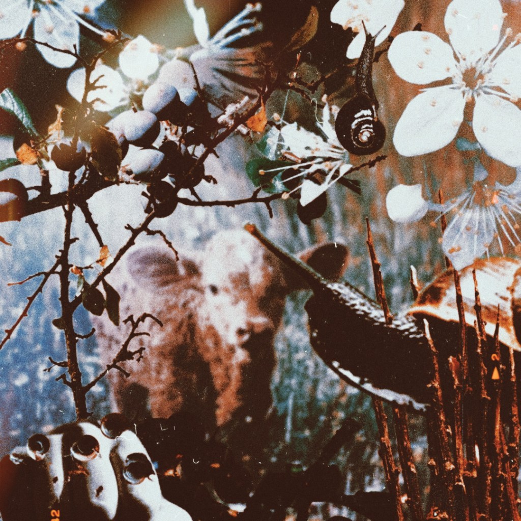 Relationships with Blackthorn in Irish Folk Medicine Tradition